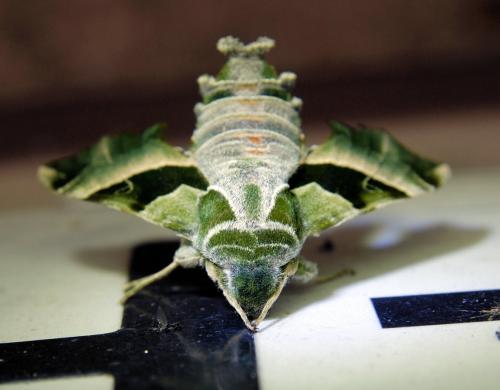 Proserpinus proserpina